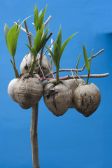 Obraz premium New Life, Coconut Seedlings