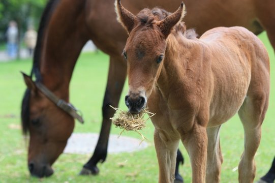 Fohlen fri&szlig;t Heu