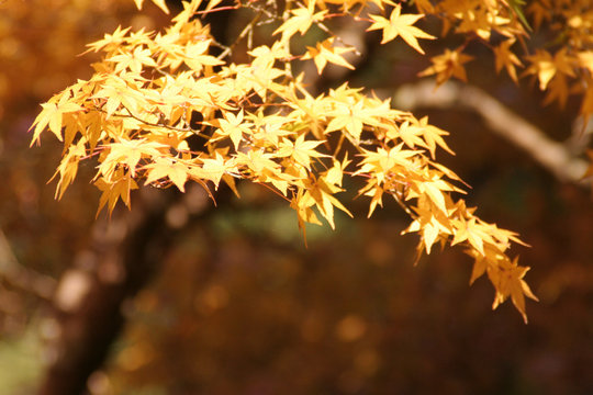 Fall in Japan