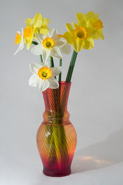 Narcissuses in a vase