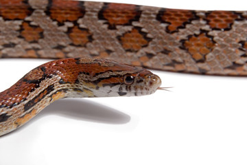 Culebra del Maiz