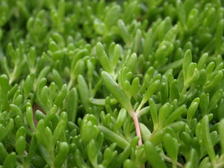 Green leaves of close