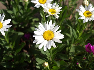 White daisy flower