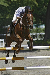 Obraz premium Jinete y caballo