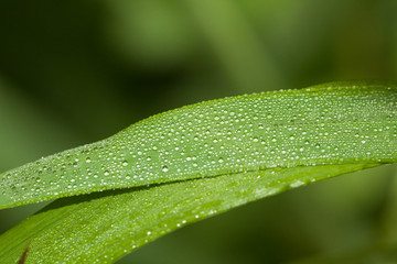 leaf with dew