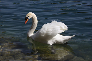 Fototapeta premium Biały łabędź niemy