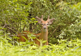 Curious Spring Whitetail Buck