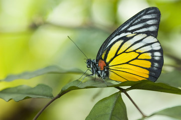 butterfly with green background