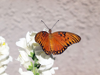 Fototapeta na wymiar Orange and black butterfly on white flower