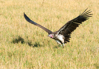 flying vulture, masai mara kenya