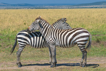 Naklejka premium two zebras, masai mara, kenya