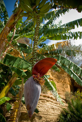 Bananenstaude in historischem Garten