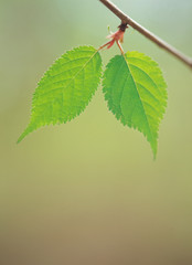 Close up of leaves