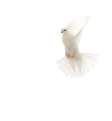 pigeon flying