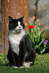 Pipo vor der Tulpe 1