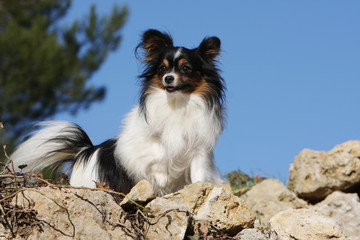 pose fiere et statique de l'epagneul nain continental papillon
