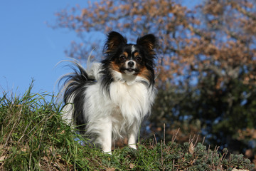 epagneul nain continental papillon vu de face debout et fier