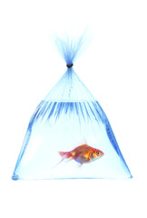 fish in a platic bag