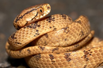 Taiwan slug-eating snake