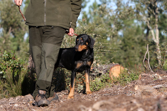 le brachet hongrois adulte en chasse avec son maitre