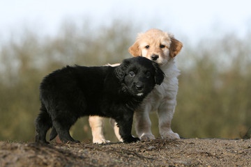 regard surpris et intrigué de deux chiots hovawart © Dogs