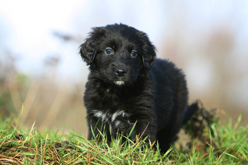 Fototapeta premium chiot hovawart noir aux yeux bleus en bllade en campagne