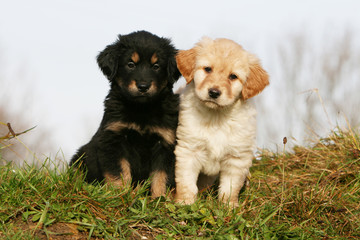 pose tendresse pour deux chiots hovawart en campagne