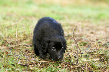 balade du chiot hovawart noir dans le jardin vu de face