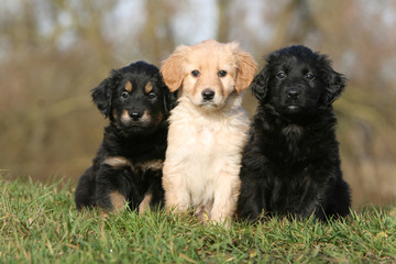 pose de trois chiots hovawart assis de face de trois couleurs