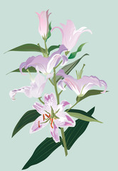 light lily on blue illustration