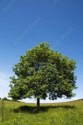 Single tree in field