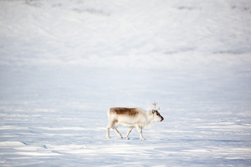 Reindeer