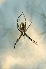 spider