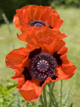 Mohnblumen