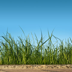 grass background