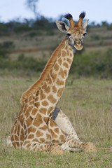 Giraffe resting on ground
