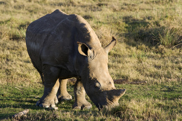 Obraz premium White rhino calf