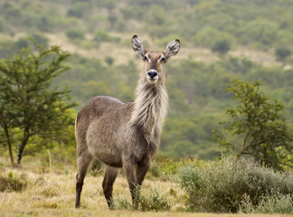 Waterbuck cow