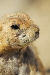 prairie dog
