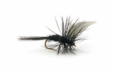 Black and white trout fishing fly
