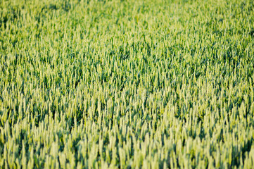 Weizen. Landwirtschaft