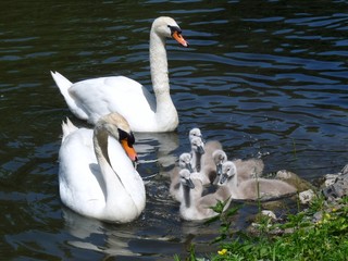 Schwanenfamilie mit fünf Küken
