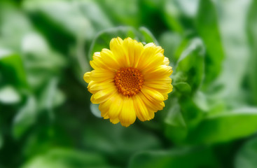 ringelblume