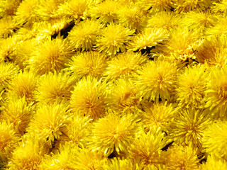 background yellow dandelion