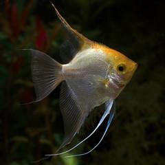 Skalar Pterophyllum scalare