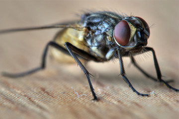 Stubenfliege
