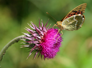 butterfly