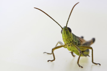 Gemeiner Grashüpfer - Chorthippus parallelus