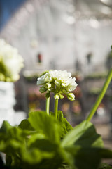 Pelargonium with short focal depth