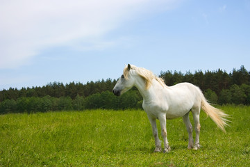 Fototapeta na wymiar biały koń na łące